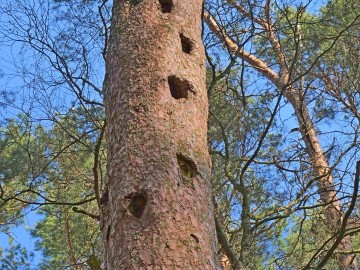 Skrzynki lęgowe – czy mogą zastąpić naturalne dziuple?, 